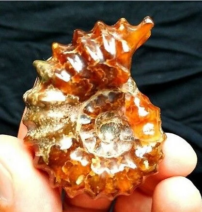 Special Offers Natural conch fossil specimens of Madagascar