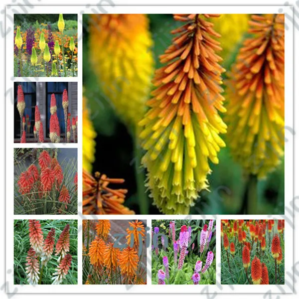 

100PCS Balcony Torch Flower Bonsai Elegant Home Garden Supplies Beautiful Rare Exotic Flower Kniphofia Bonsai for Flower Pot