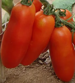 Bunches of bananas Hot Tomato Seed 100 seeds organic vegetable seeds