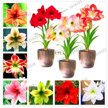 Цветок flores amaryllis растения 100 шт./пакет, Hippeastrum rutilum, бонсай растения для дома и сада