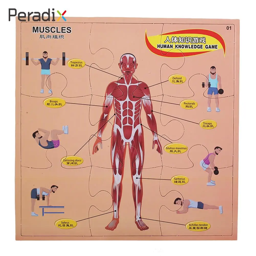 Модель тела Настольная Игра Головоломка образовательная интеллектуальная Анатомия человека пластиковые названия детские игрушки 3D плоское развитие