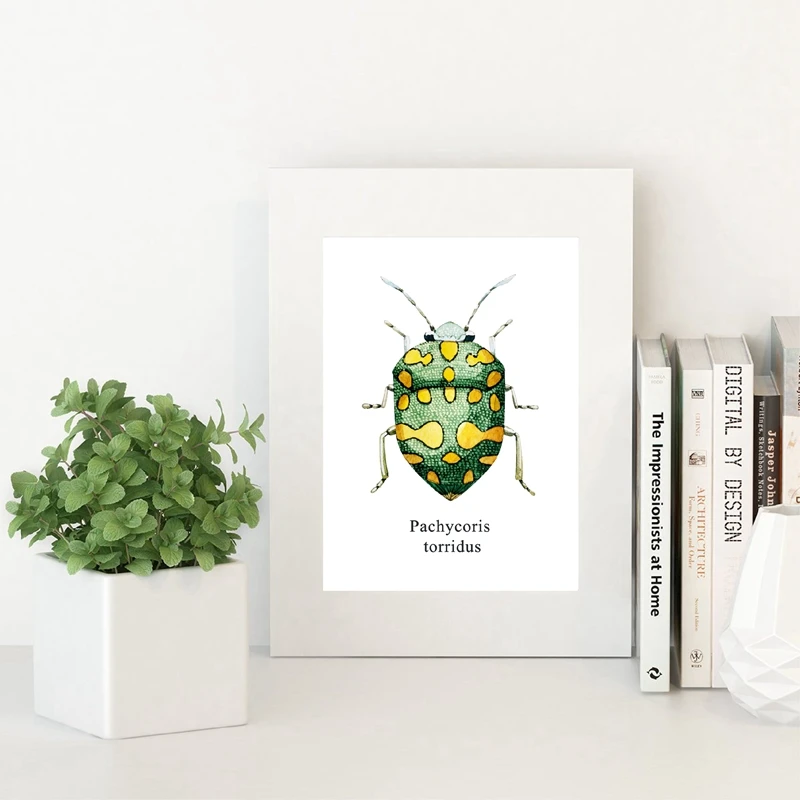 Pachycoris Torridus Prints Home Decor