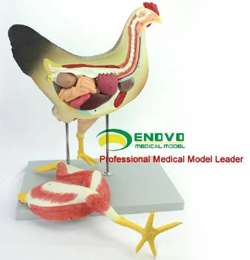 

Chicken poultry anatomy model organs heart wing muscle veterinary study animal