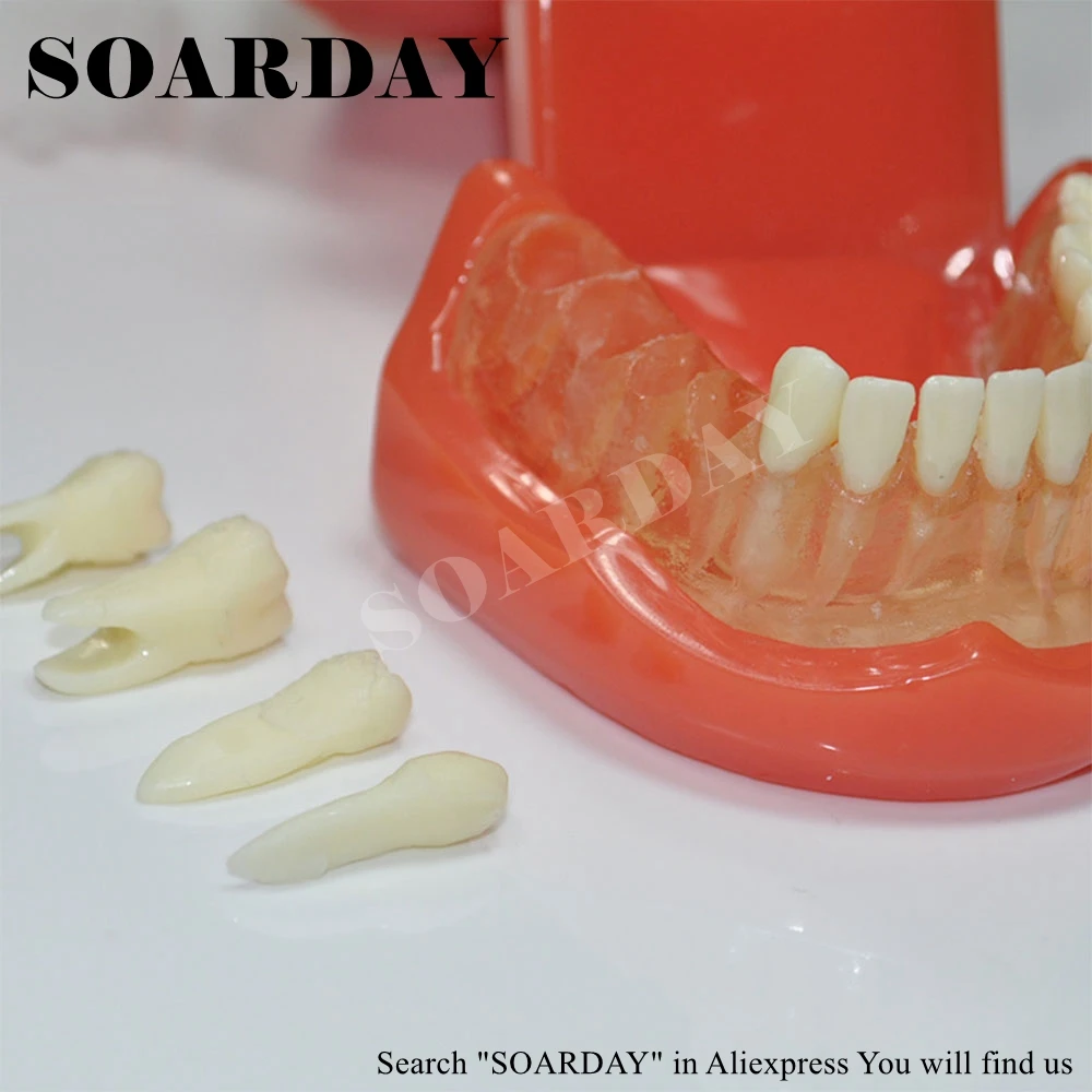 SOARDAY стандартная модель зубов Съемная зубная обучающая коммуникационная модель