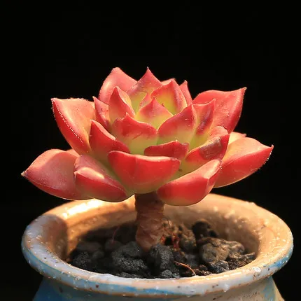 

100PCS Fresh Real " Flame tia " Echeveria sementes - Bonsai Succulent Plant sementes (Nishilian)