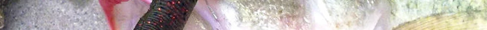 ENG_54
