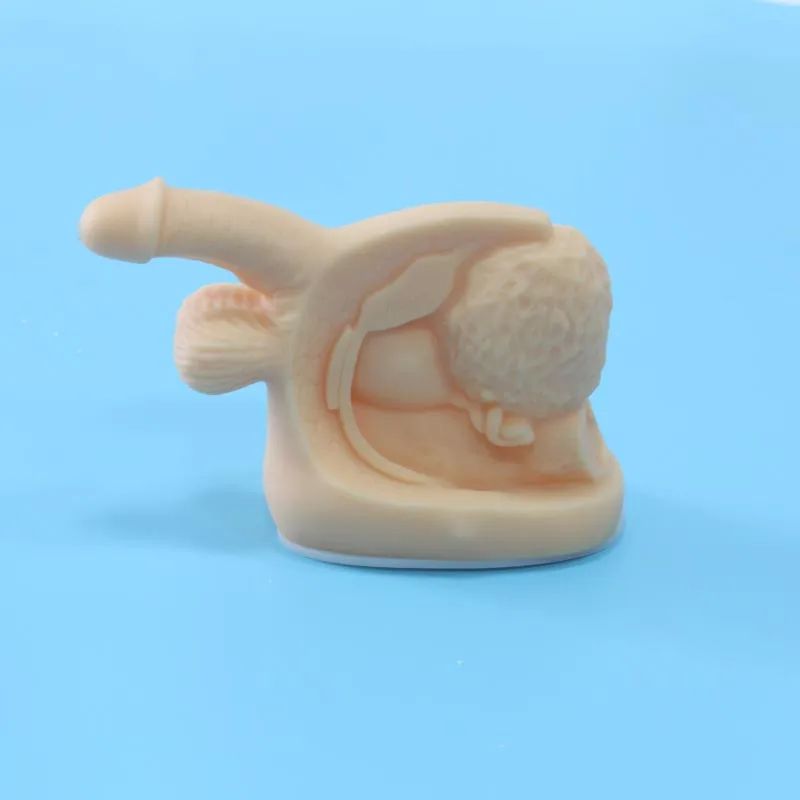 Chinon Inside And Outside Of The Male Genitalia Urethral Catheterization Model Medical Student Teaching Science | Канцтовары для