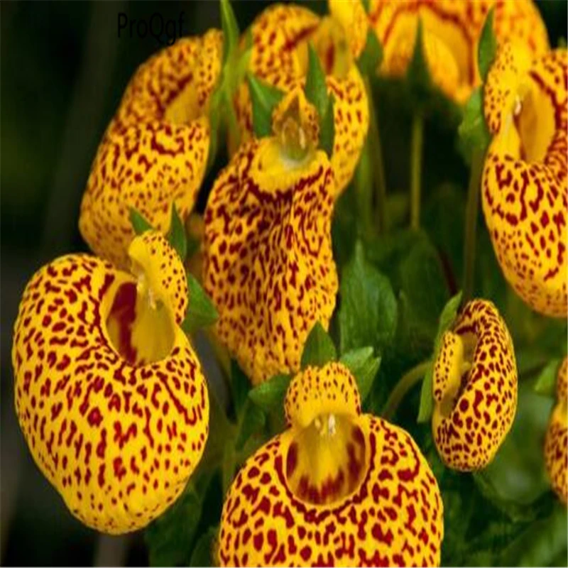 5 шт набор Calceolaria crenatiflora