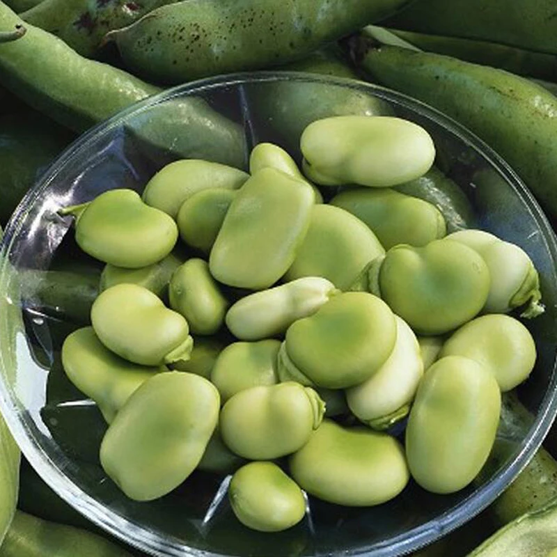 Broad Bean Seeds 5Pcs Best Seeds Online Free Shipping Worldwide