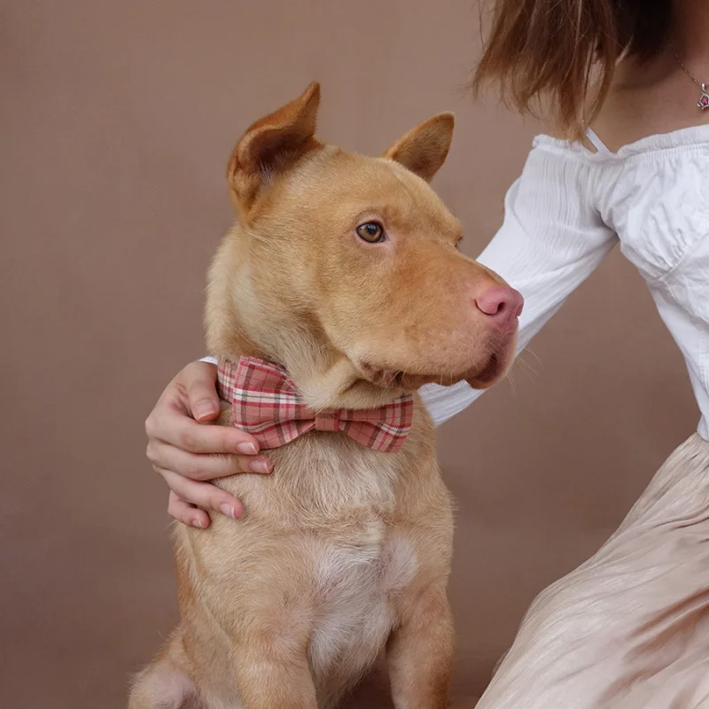 MUTTCO розничная продажа прочные Мягкие ошейники для собак ручной работы хлопковые