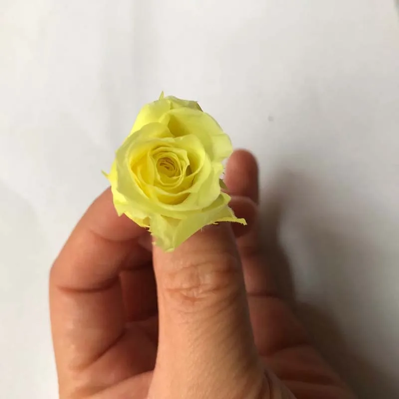 2-3CM/21pcs,Mini Preserved Roses Heads box,Beauty And The Beast Forever Rose,Rose Eternal For Gift,Wedding party Decoration