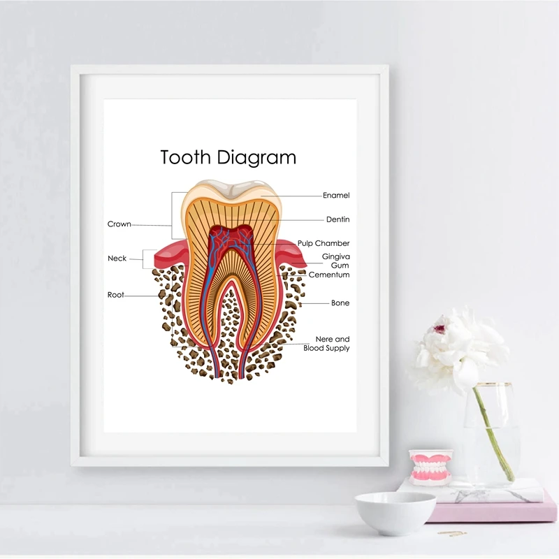 Диаграмма человеческих зубов, печать, стоматологическая клиника, настенное искусство, медицинское образование, диаграмма, биология, плакаты, холст, живопись, доктор, офисный Декор