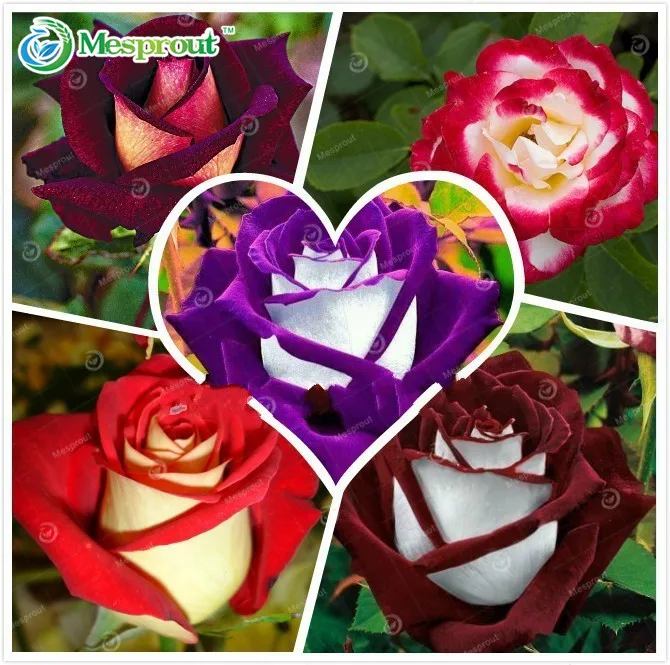 100 шт Редкие Holland Радуга, Роза бонсай из цветов для домашнего сада Редкие цветочных растений 24 Цвет Радуга, Роза Флорес, роза Семена цветов