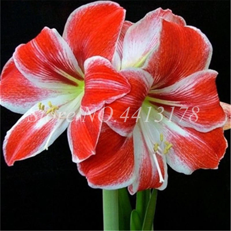 Hot Amaryllis Bonsai 100 Pcs Chinese Cheap Flower Bonsai Plants Hippeastrum Flower Plant Pots Flower Garden Balcony Easy Grow Hot Amaryllis Bonsai 100 Pcs Chinese Cheap Flower Bonsai Plants Hippeastrum Flower Plant Pots Flower Garden Balcony Easy Grow