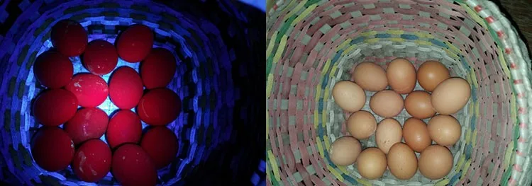 365nm uv light test (7)