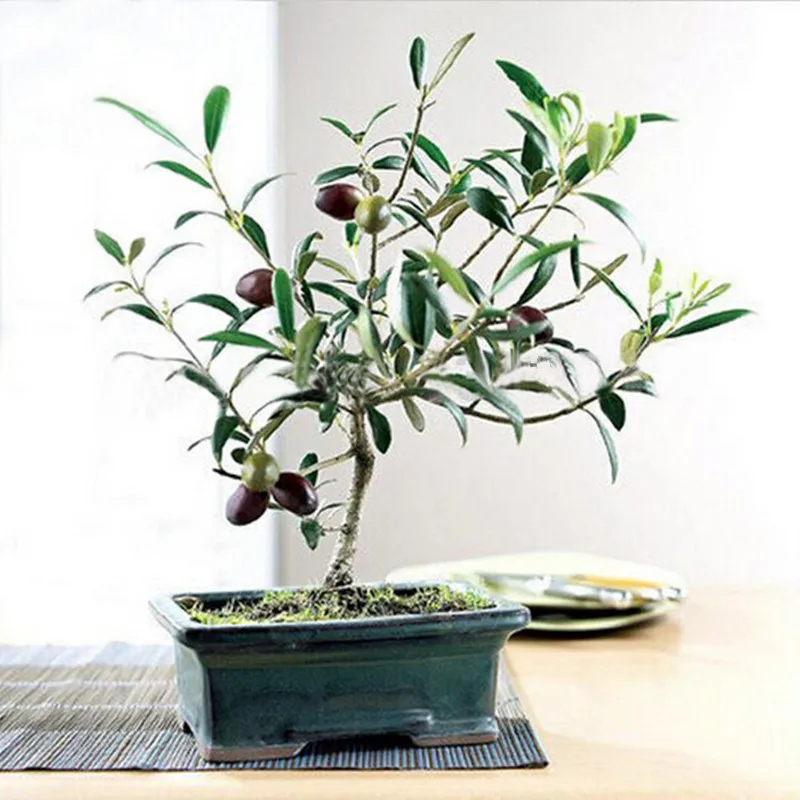 Olive Bonsai tree (Olea Europaea) Seeds, Mini Olive Tree, Olive Bonsai