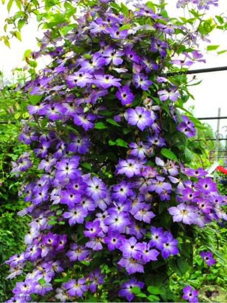 Акция потери! настоящий цвет смешивания Clematis сад, Clematis цветок,(не Clematis луковицы), уличное растение, естественный рост, бонсай домашний G - Цвет: 14