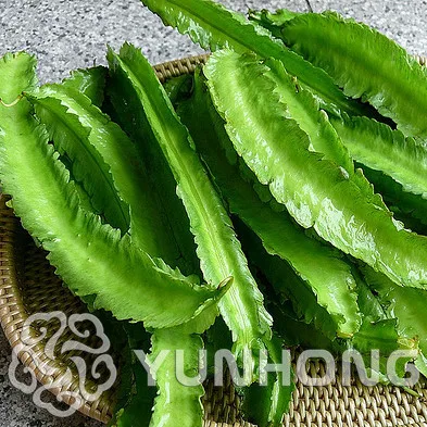 

20 Rare Psophocarpus Tetragonolobus Bonsai Fresh Asian Winged Bean Bonsai High Germination Easy-Growing Vegetable Free shipping