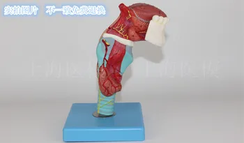 

Laryngeal tongue model Laryngeal attachedTongue tooth Throat model Throat anatomical model