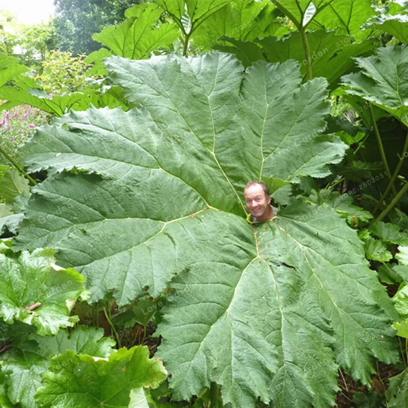 Gunnera Manicata Bonsai Also Called Giant Rhubarb Bonsai Grow In Partial Shade Huge Leaves Outdoor Plant in Garden 50 Pcs/Bag