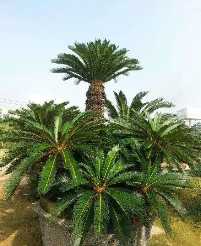 

2pcs fresh Real Cycas revoluta Semillas bonsai plant Semillas