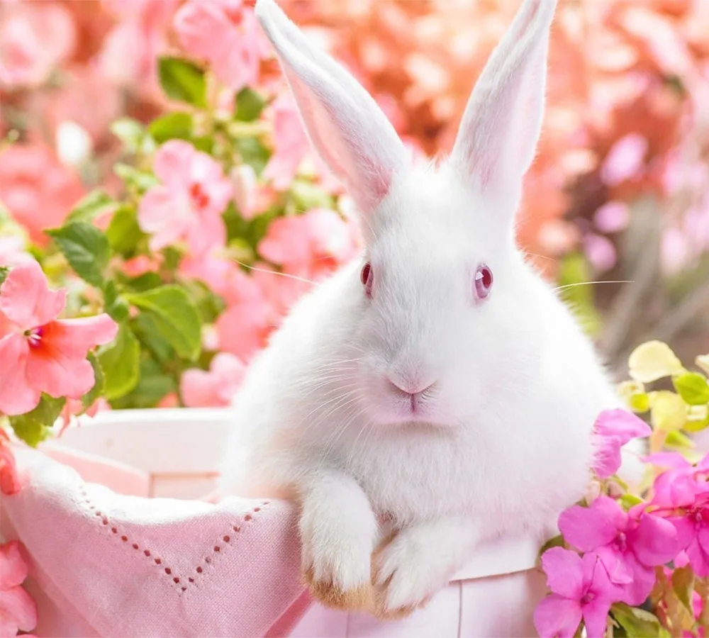 Diamond Embroidery Rabbit Mosaic Crystal 5D Cross Stitch Full Square Drill Diamond Painting DIY Sticker Decor Paintings