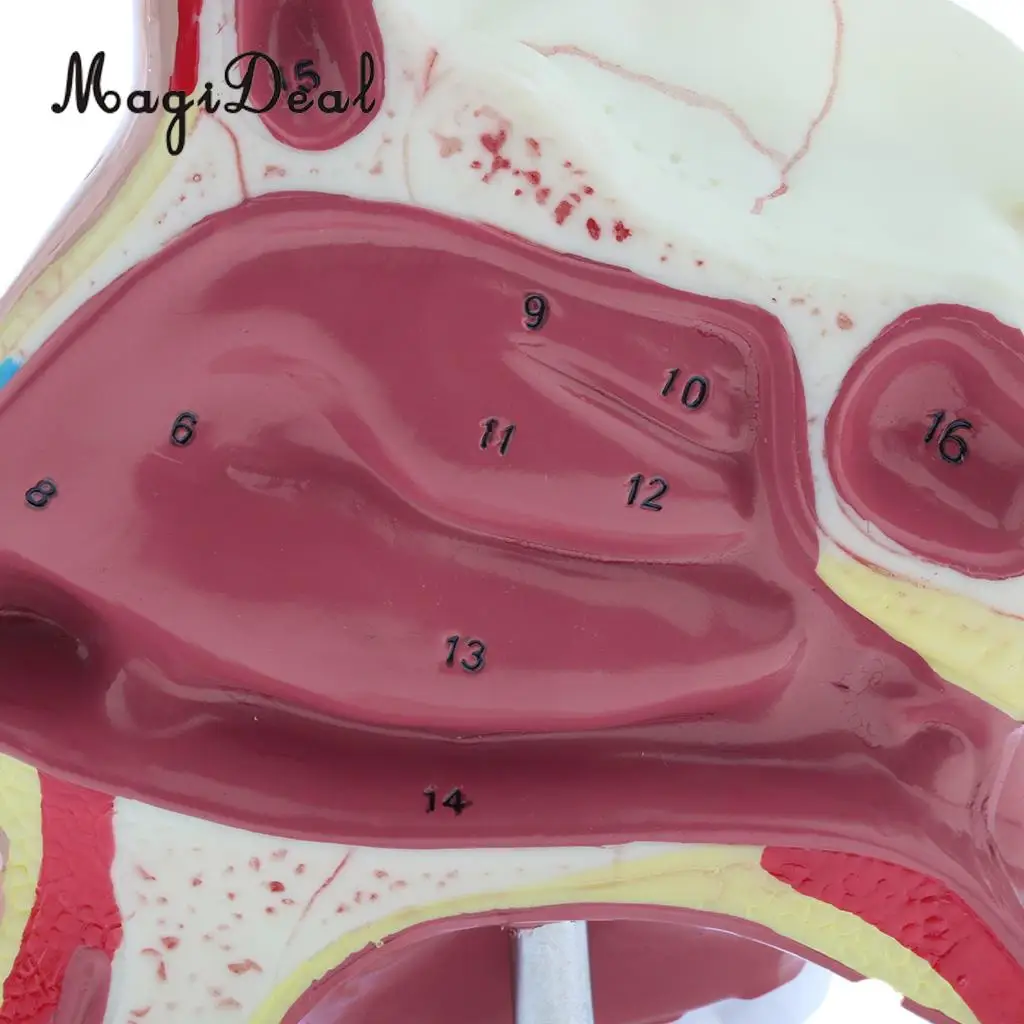 Medical Nasal Cavity Anatomical Model Human Mouth Nose Throat Anatomy Model with Stand Base