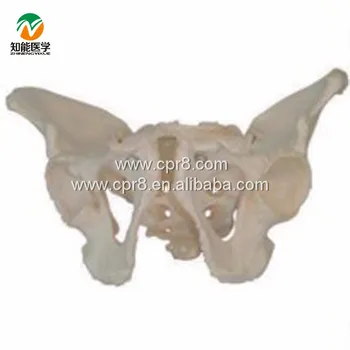 

BIX-A1023 Life Size Pelvic Skeleton Models,Male Adult Pelvis Model WBW296
