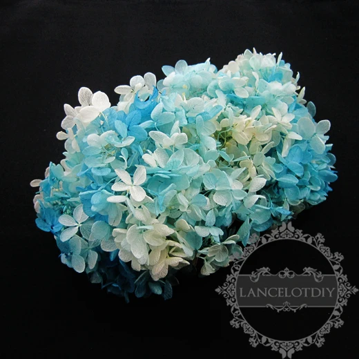Реальные окрашенная сине белые сухой консервированный Гортензия макрофилла цветок blossom стеклянный купол для рукоделия заполнения поставки 1503033