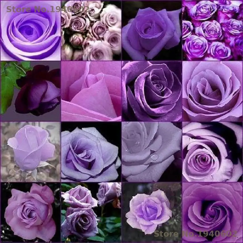 

100pcs Rose Cheap Rare Purple Rose Flower Polyantha Outdoor House Plants Creepers Home Garden Decoration Flowers Ground Cover
