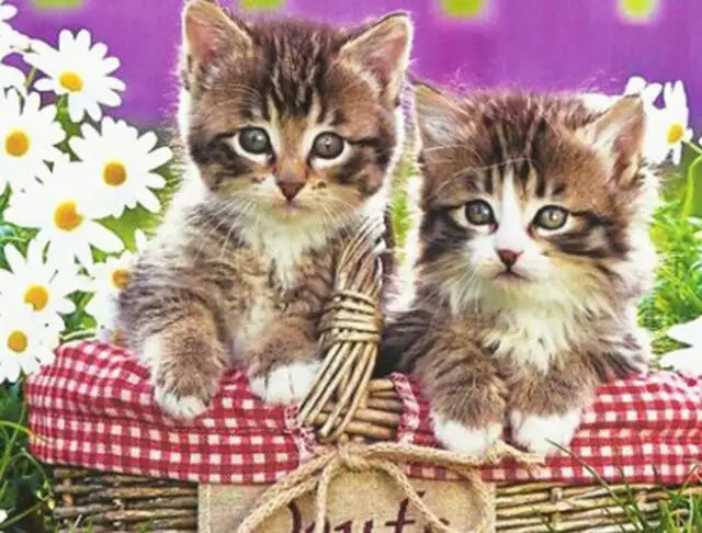 

DIY 5D Diamond Painting kitten Full circular Diamond Embroidery Embroidery 5D Picture Of Rhinestone Home decoration