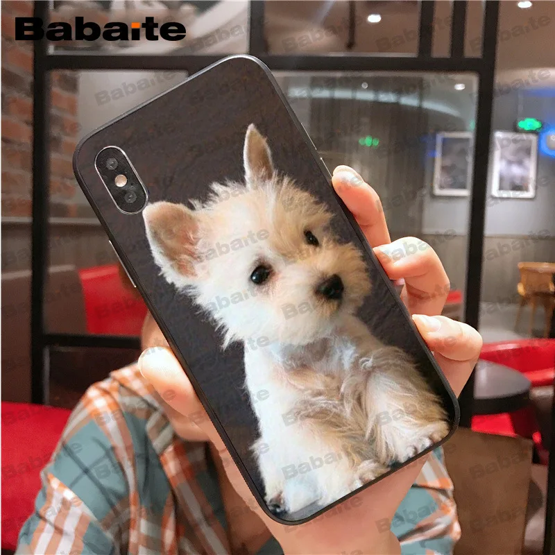 Westie dog