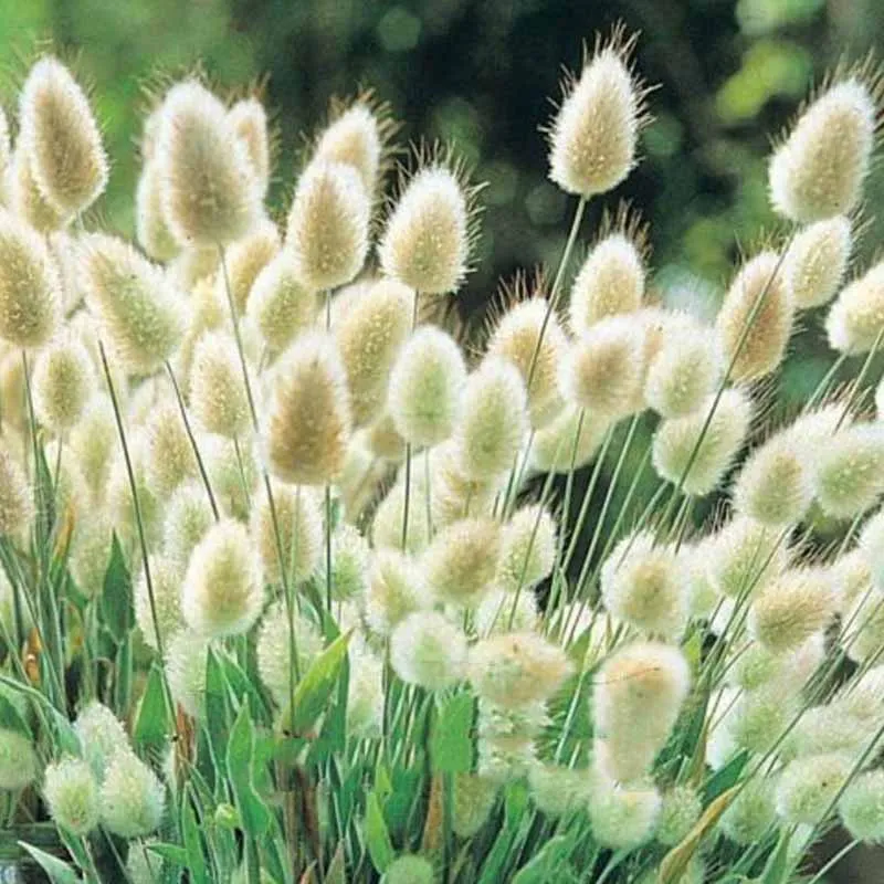 30pcs/pack, Bunny Tails Lagurus Ovatus, Adorable Ornamental Grass for