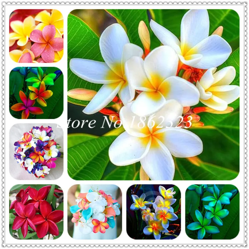 

100 pcs Mix Color Plumeria bonsai Perennial Egg Flower Potted Plant,Faint scent, Indoor / Outdoor Pot plant Family easy to plant