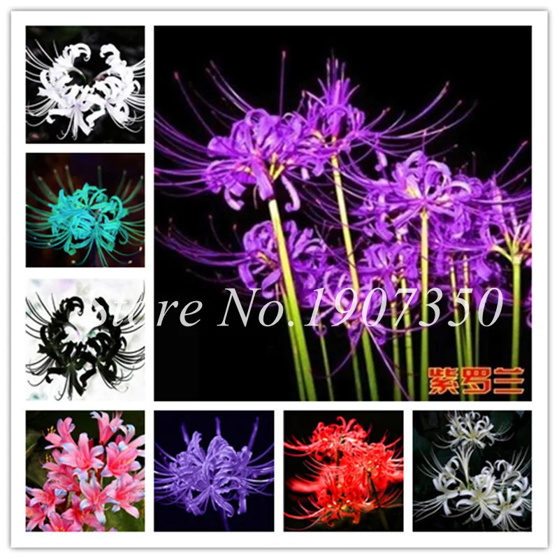 

Bonsai 100 Pcs Mixed Lycoris Flower Potted Plants Perennial Temperate Indoor Flowers Bonsai Lily Semillas De Plantas For Garden