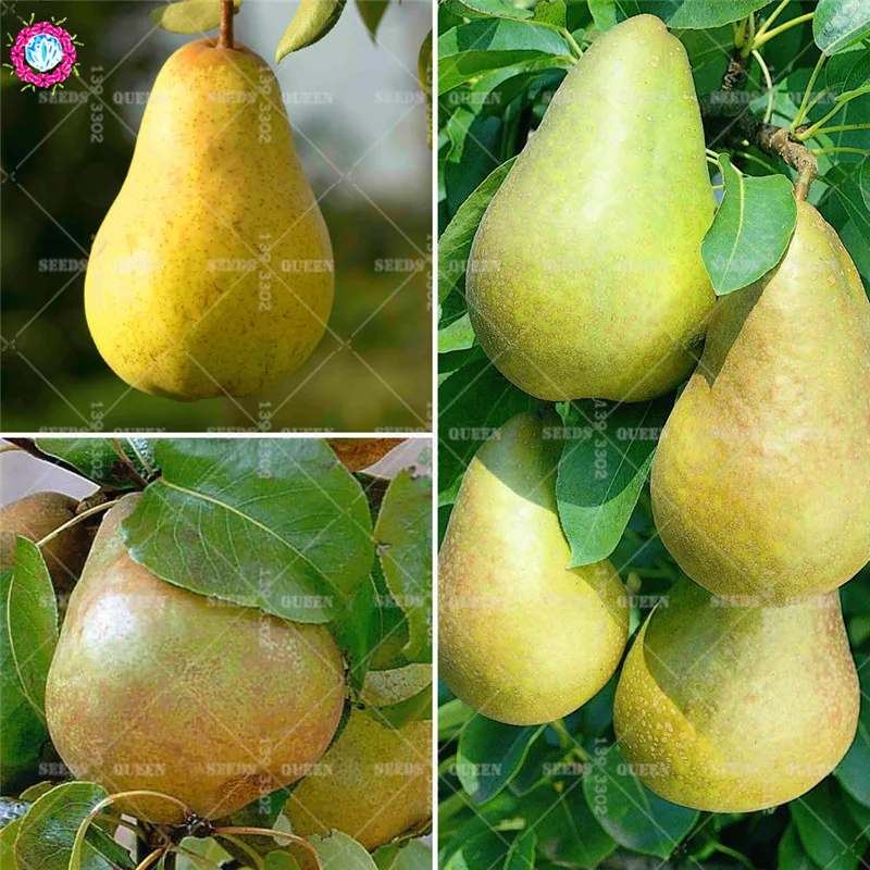 

30pcs Mixed Pear Natural Organic Fruit Perennial Plants Herb Bonsai Tree Sementes For Spring Farm Best Packaging