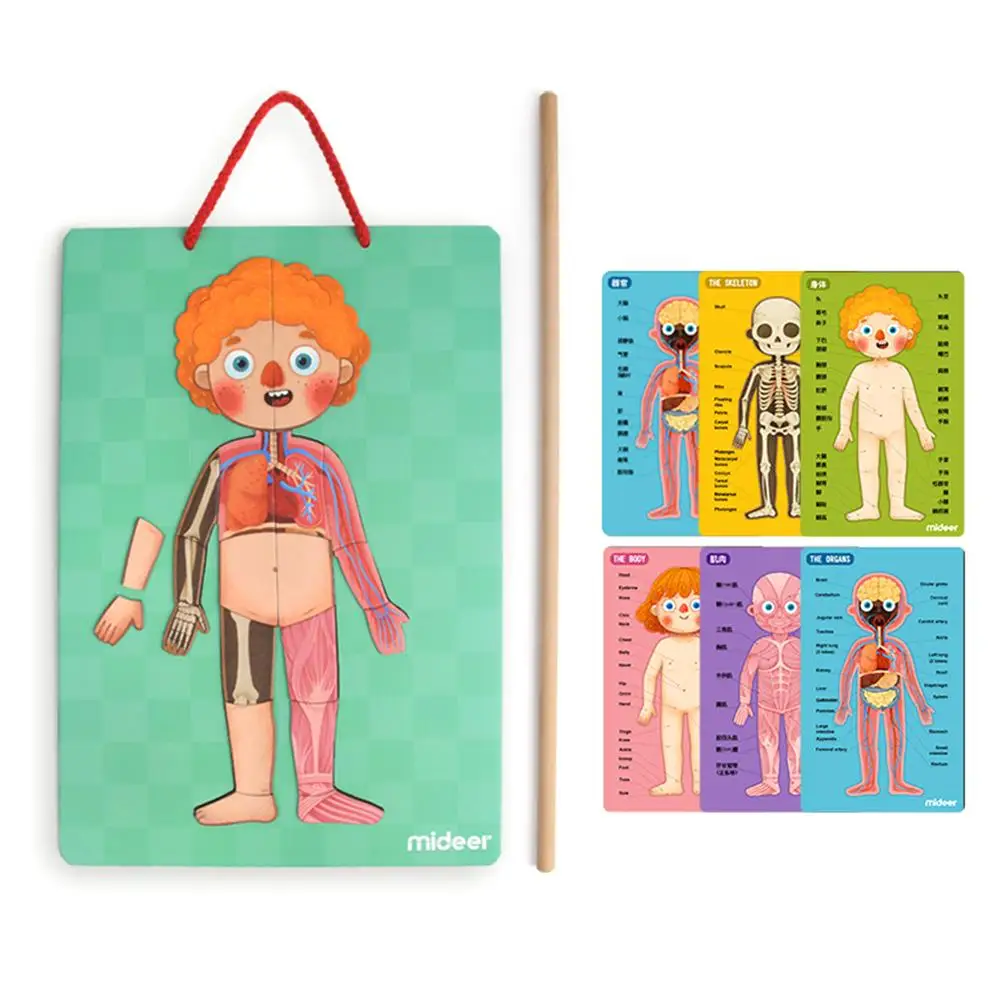 

Children's Early Learning Educational Toys Magnetic Human Body Structure Cognitive Puzzle 4 Layers for Boys and Girls