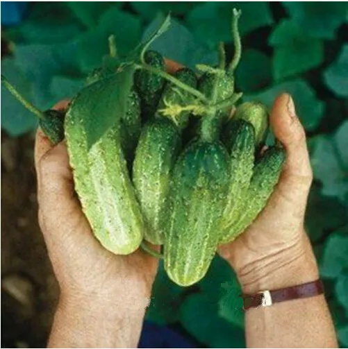 

20 Mouth crisp cucumber seeds of new varieties of fruits and vegetables, whole female seed salad, Free Shipping