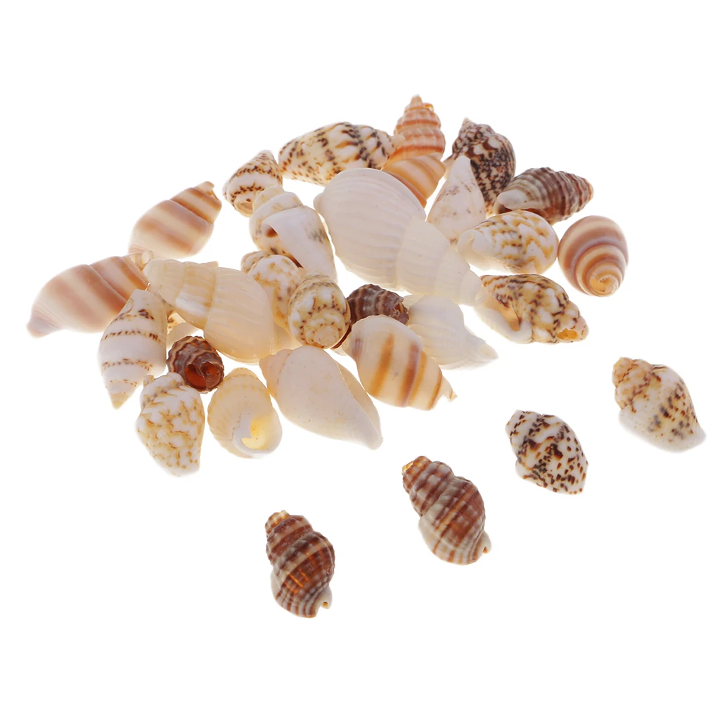 30pcs Party Festival Home Decor Aquarium Decoration Conch Shells Natural Sea Beach Shell Conch Seashells For DIY Candles Crafts