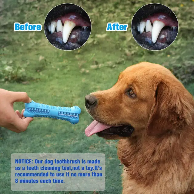 Toothbrush Dog Toy  1