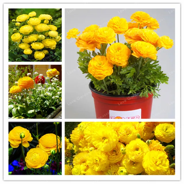 aliexpress : buy 100 pcs rare yellow ranunculus asiaticus aliexpress : buy 100 pcs rare yellow ranunculus asiaticus
