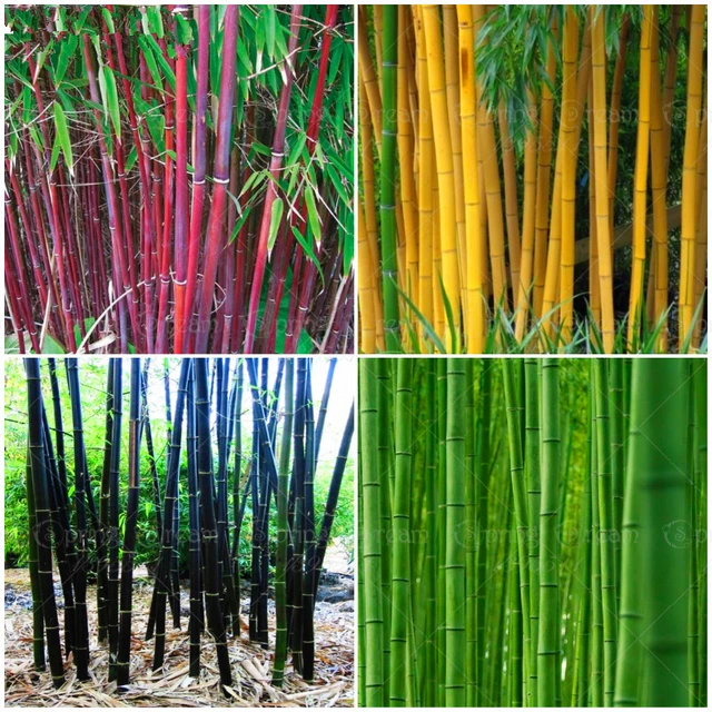 40 Pcs Chinese Bamboo Bonsai Plants Rare Colors Black Bambu Exotic Temperate Tropical Plants For