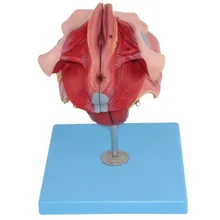 

Female genital anatomy model genitals Gynecological pelvic perineum 12*14*15cm free shipping