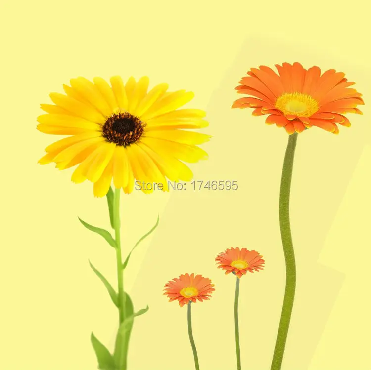 yellow daisy-1