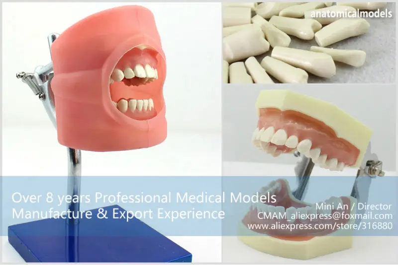 CMAM/12557 Dental-Phantom Head, Human Oral Dental Medical Teaching анатомическая модель