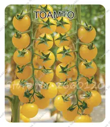 Распродажа! 200 шт./пакет гигантский томатов Органические Фамильные растений овощи многолетнее без ГМО горшка для дома и сада посадки