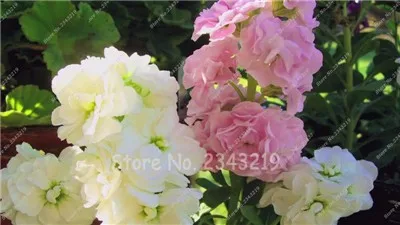 B3C752952913AE8F6305D7CC45BE17EB