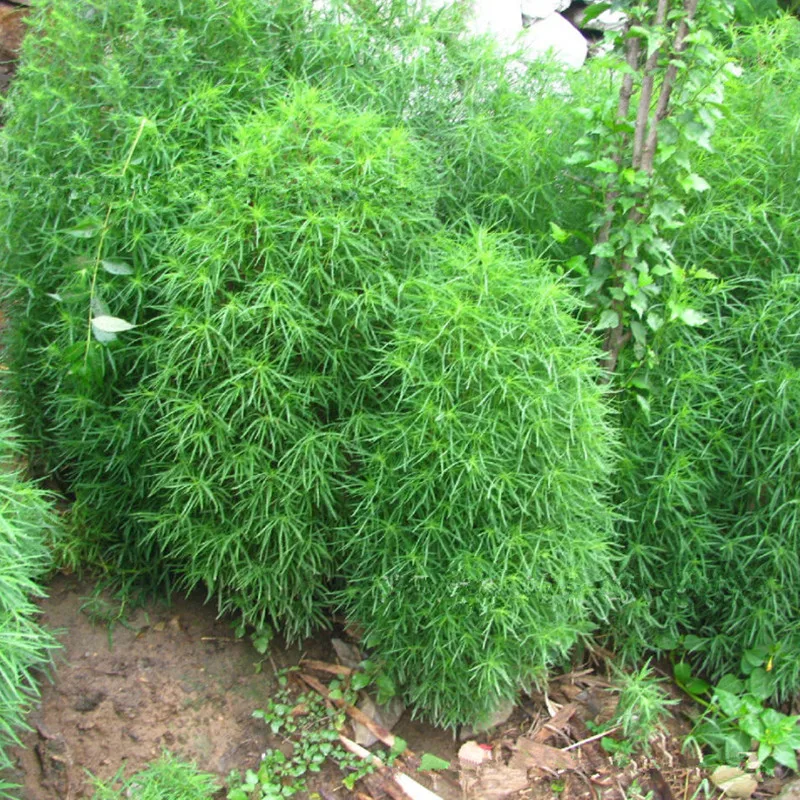 aliexpress com buy grass seeds perennial grass burning aliexpress com buy grass seeds perennial grass burning