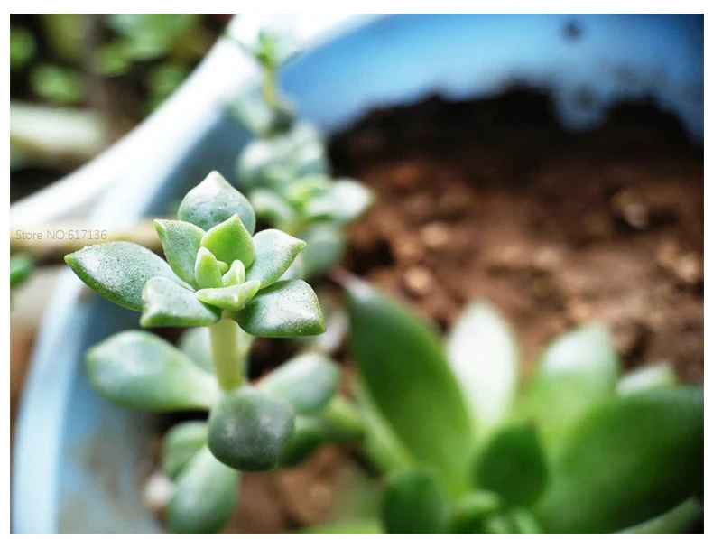 LCK3 Lenses Kit 08-4