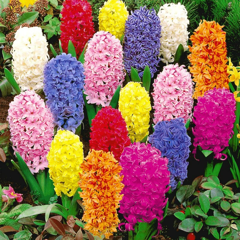 Popular Plant Water BulbBuy Cheap Plant Water Bulb lots from China